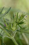 Cutleaf geranium